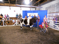 Photo Gallery 3: 4-H Beef Show