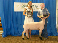 Photo Gallery 1: 4-H Sheep Show