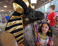 4-H???ers dress animals for costume competition