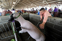 Spotlight on sheep at annual show