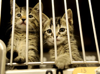 Mandatory spay, neuter ordinance will likely be proposed in early 2013
