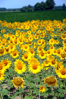 Sunflower field bright spot for planters, county residents