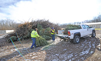 Christmas trees on the chopping block