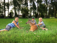 Families fawned over domesticated deer