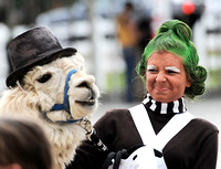 Getting a llama in a costume takes plenty of patience and perseverance