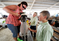 4-H is often a family tradition, which can make for some good-natured sibling rivalry