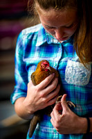 Poultry return after bird flu sparked ban