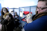 Animal nonprofit seeks volunteers for expanded adoption services