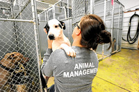 City-county animal control partnership in question
