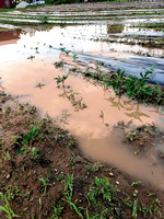 Wet spring puts damper on planting season