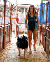 4-H fair livestock events result from months of preparation