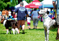 Dog Days afternoon: Canine convention shows off pets' animal magnetism