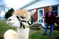 Alpaca donations will allow kids to continue with 4-H program