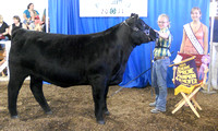 Photo Gallery 1: 4-H Beef Show